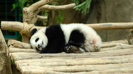 VIDEOS: Un pequeño panda aprende a caminar en el zoo de Moscú