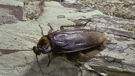 Trata de matar a una cucaracha en su piso y desata una explosión