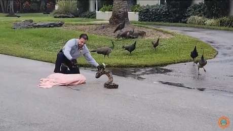 VIDEO: Bombero estadounidense captura una boa constrictora de casi 20 kilos en una carretera de Florida