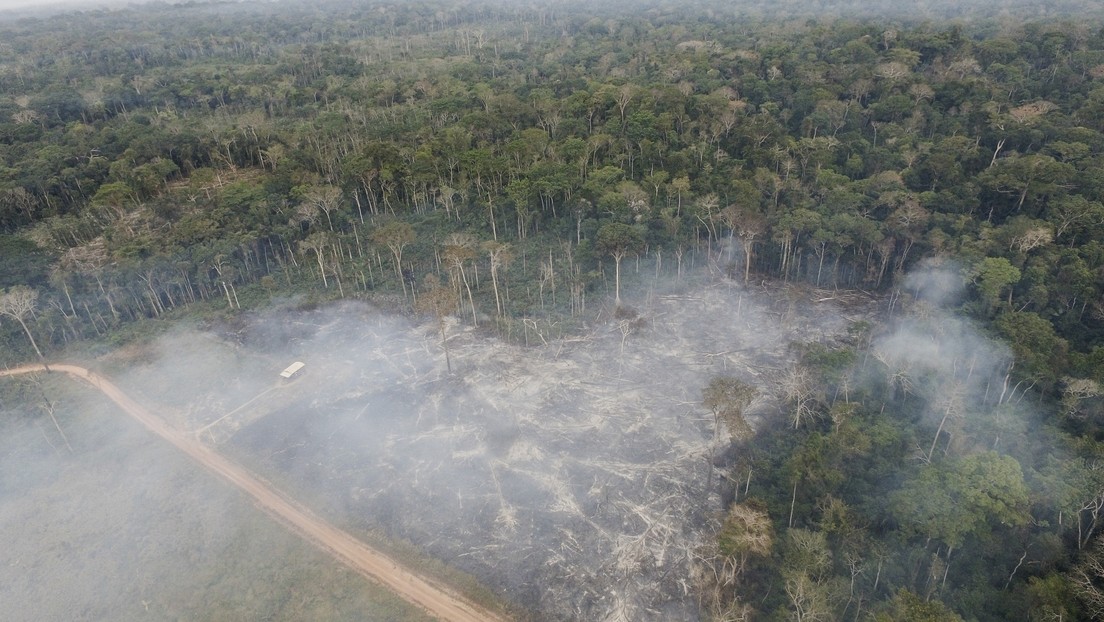 Cae a la mitad el área bajo alerta de deforestación en la Amazonía brasileña