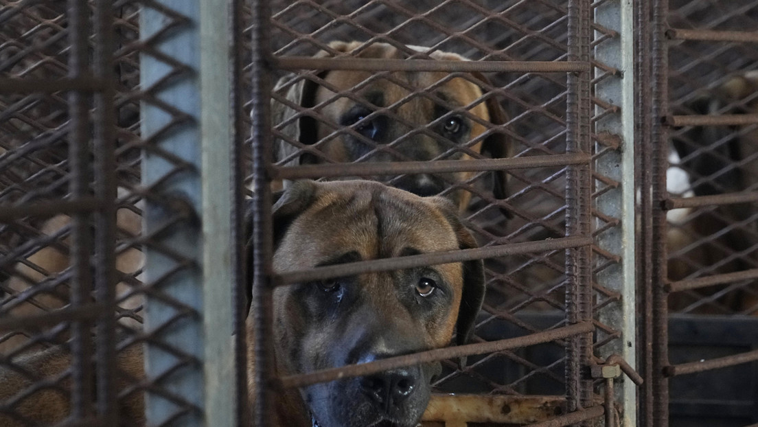 Corea del Sur prohibirá el consumo y el comercio de carne de perro
