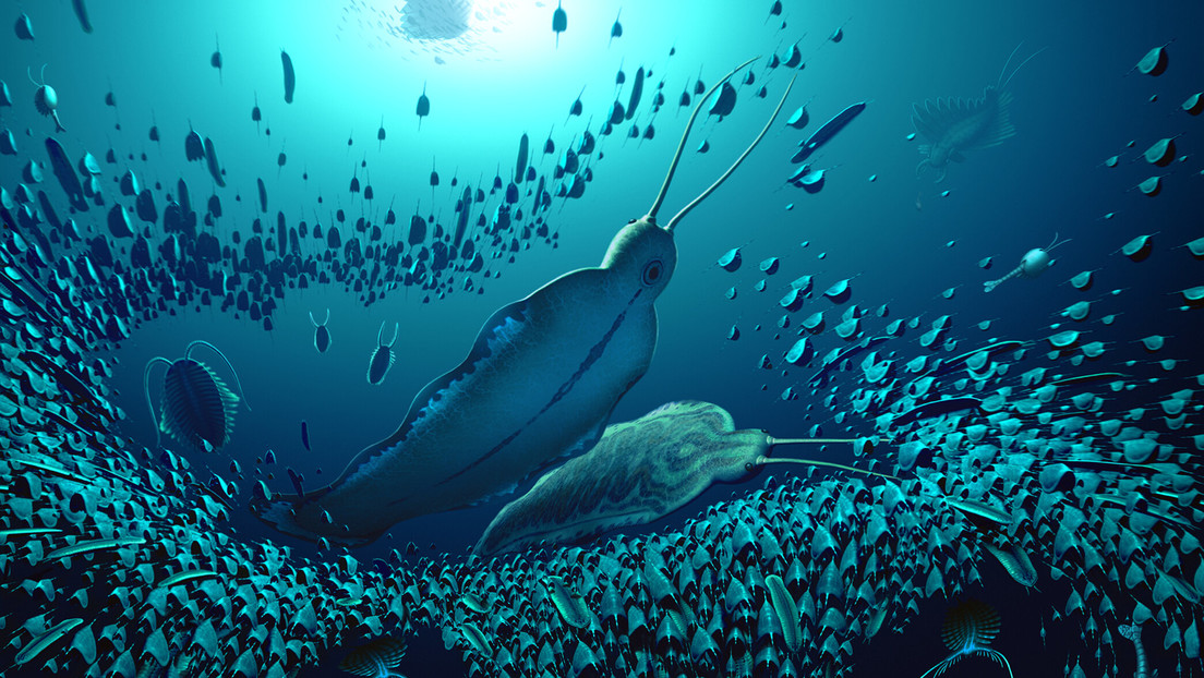 Descubren fósiles de las 'bestias del terror' que habitaron los océanos hace más de 500 millones de años