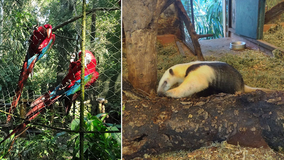 Fauna en peligro: rescatistas luchan por proteger y rehabilitar animales en el Parque Nacional de Iguazú