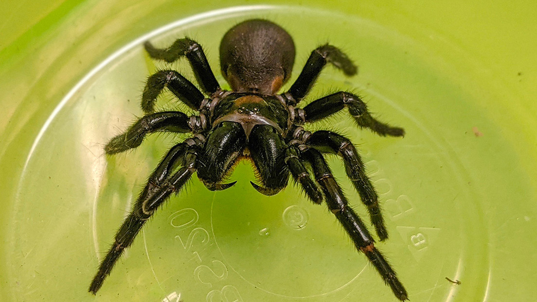 Fármaco para el corazón con veneno de una araña letal supera pruebas preclínicas con éxito