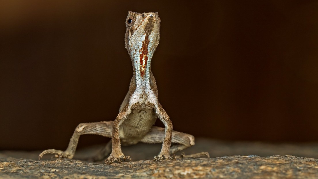 Descubren un "dragón diminuto" en el sur de la India