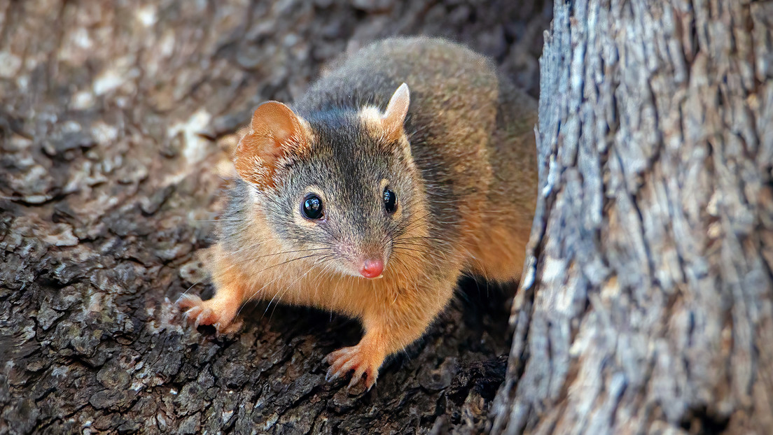 Estudio: Un misterioso marsupial muere joven tras renunciar a dormir para aparearse más