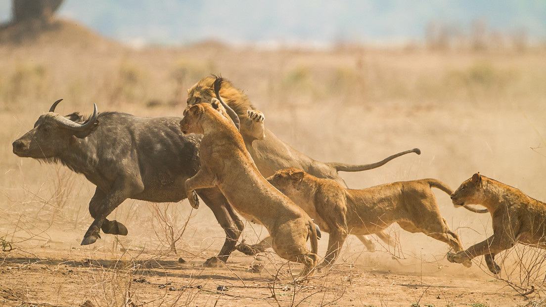 Hormigas invasoras cambian 'el menú' de los leones en una reserva africana