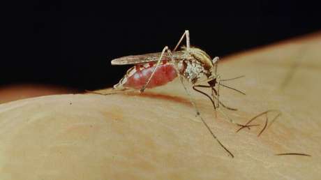 'Aedes albifasciatus': Argentina en alerta por el mosquito que puede causar encefalitis equina