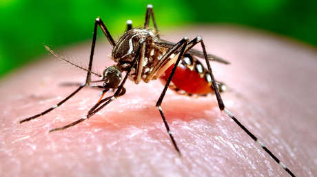 Brasil inicia el 2024 con un repunte de casos de dengue