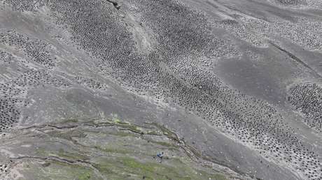 Megacolonia antártica: un mundo de millares de pingüinos vigilado desde el cielo