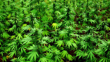 Una mujer que apuñaló a su pareja más de 100 veces en un frenesí "inducido por marihuana" recibe una asombrosa condena