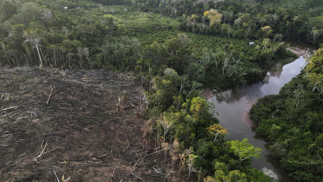 ¿Deforestación y despojo de tierras legalizado?: Experto de la ONU advierte sobre ley peruana