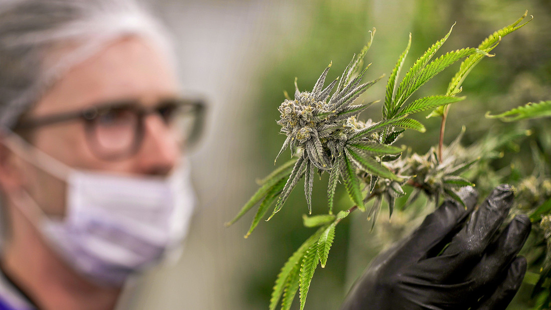 Zelenski legaliza el uso de marihuana con fines terapéuticos
