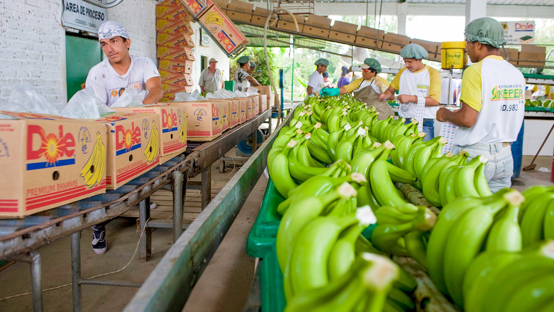 Rusia autoriza reanudar los suministros de bananas a cinco empresas de Ecuador