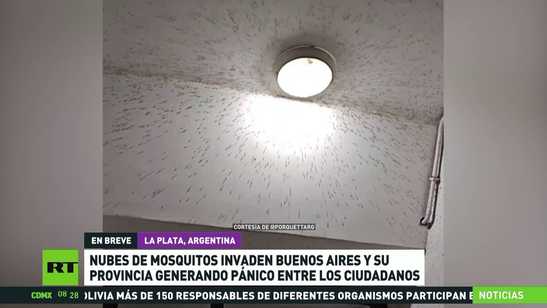 Nubes de mosquitos invaden Buenos Aires y su provincia, generando pánico entre los ciudadanos