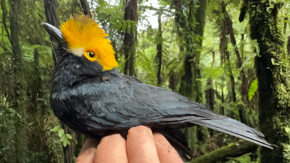 Logran fotografiar por primera vez a un pájaro 'perdido' desde hace 20 años