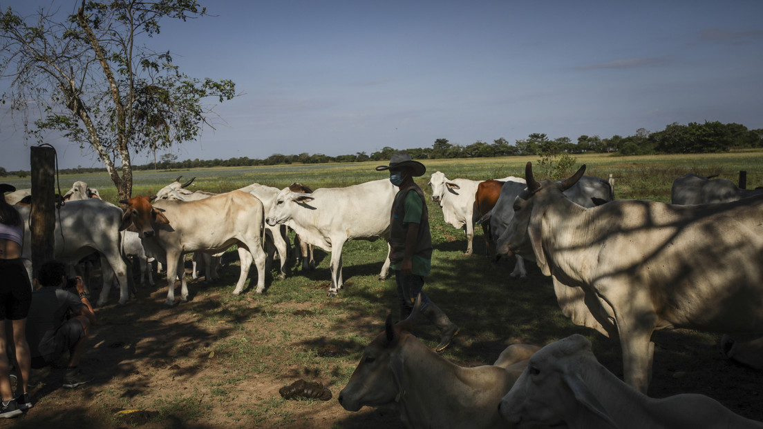 ¿Por qué el Gobierno de Colombia rechazó la propuesta de un frente de seguridad de ganaderos?