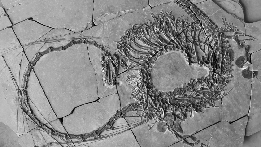 Descubren fósiles de un extraño 'dragón chino' marino