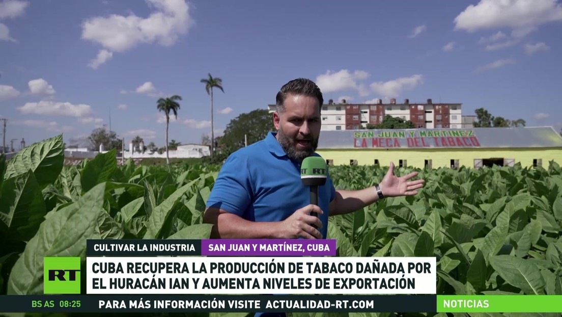 Cuba recupera la producción de tabaco afectada por el huracán y aumenta su exportación