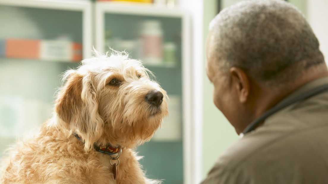 Perros adiestrados logran detectar la enfermedad de Parkinson con una precisión de hasta el 90 %
