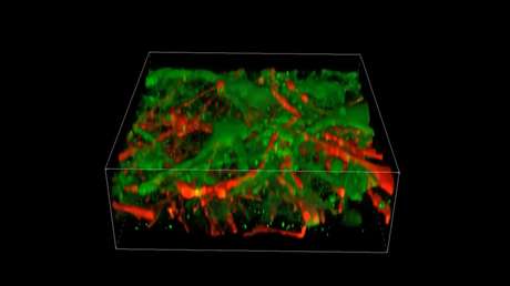 Imprimen en 3D el primer tejido cerebral humano del mundo con conexiones funcionales