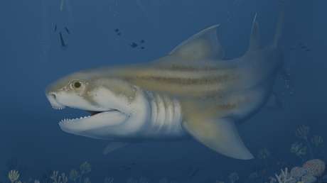Descubren titanes del pasado: revelan dos especies de tiburones prehistóricos