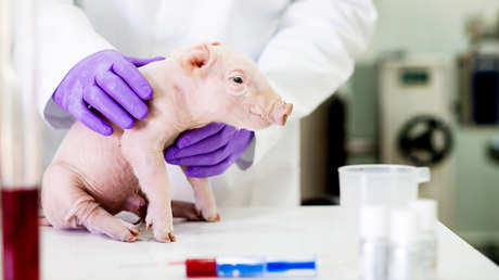 Japón logra criar cerdos modificados genéticamente con órganos aptos para trasplantes a humanos