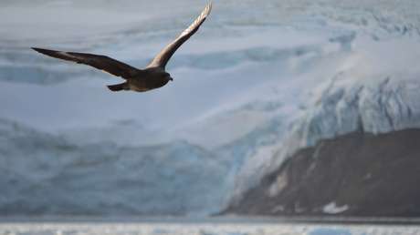 Confirman la presencia de gripe aviar altamente patogénica por primera vez en la Antártida