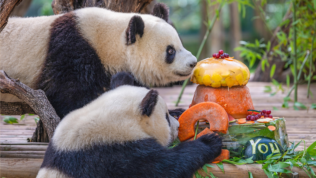 Una familia de pandas del zoo de Madrid regresa a China
