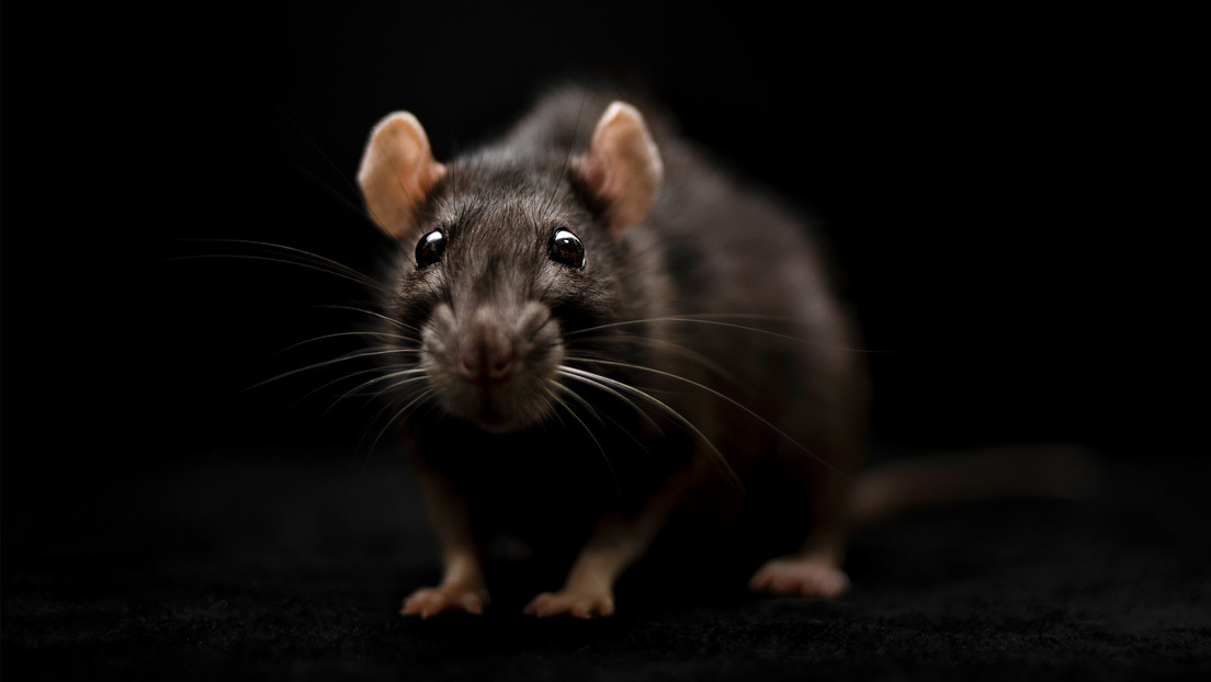 Este país anuncia batalla contra un 'virus de ratas' que deja ya más de 85 muertos en 2024