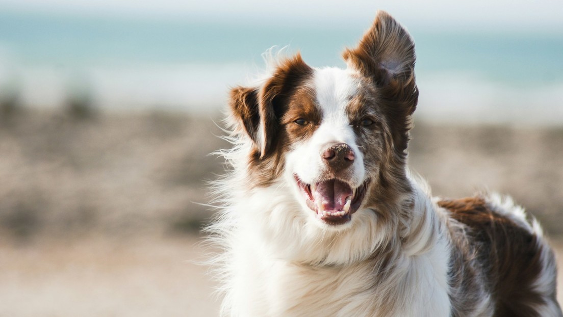 Pensión de 40 euros al mes: perro sale victorioso del divorcio de sus dueños