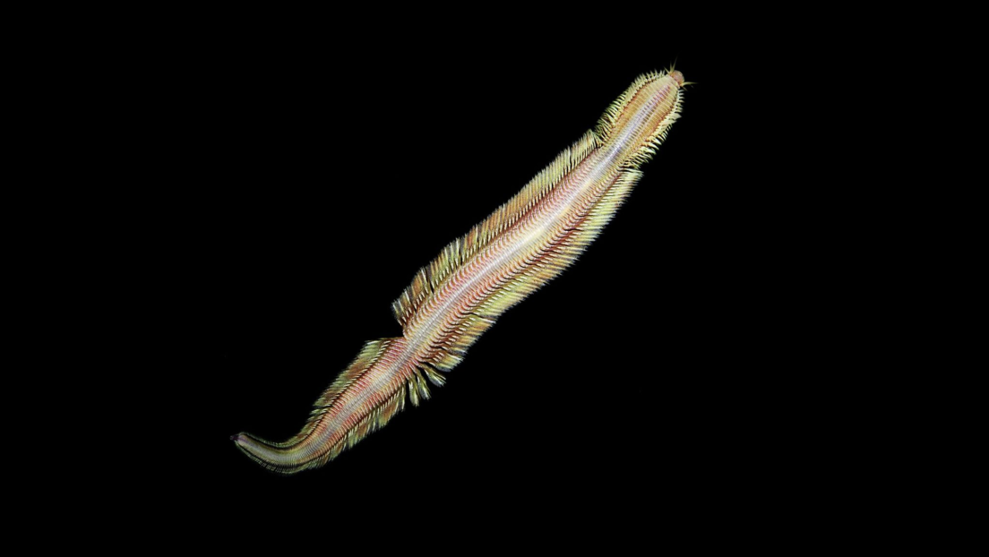 Descubren a un gusano parecido a "una alfombra mágica" en el litoral de Costa Rica