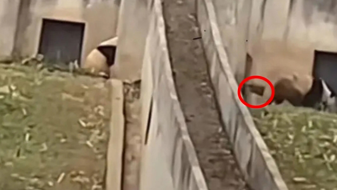 VIDEO: Un cuidador que golpeó a un panda con una pala causa indignación en China