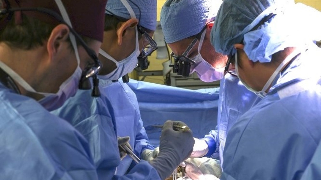 Trasplantan un riñón de cerdo a un paciente vivo por primera vez en la historia
