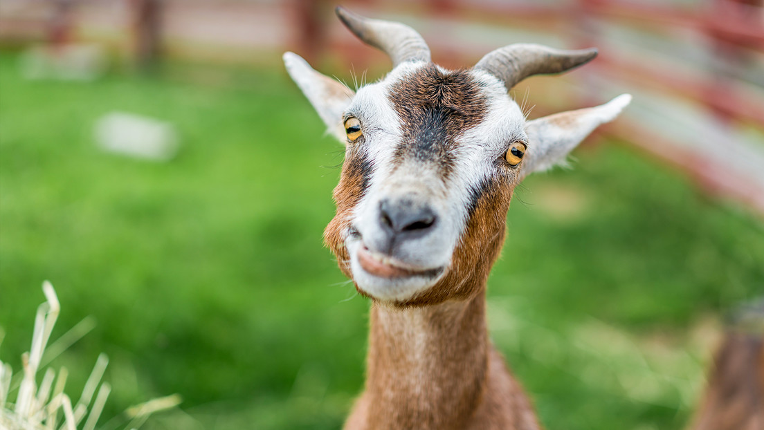 Jefe de la Inteligencia ucraniana cuenta cómo una cabra rusa salvó a un grupo de saboteadores