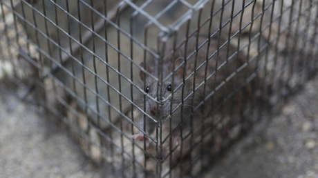 600 ratones de laboratorio fallecen por sobrecalentamiento en Alemania