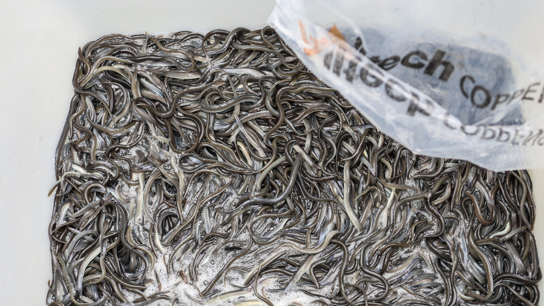 Miles de anguilas mueren misteriosamente y nadie sabe por qué