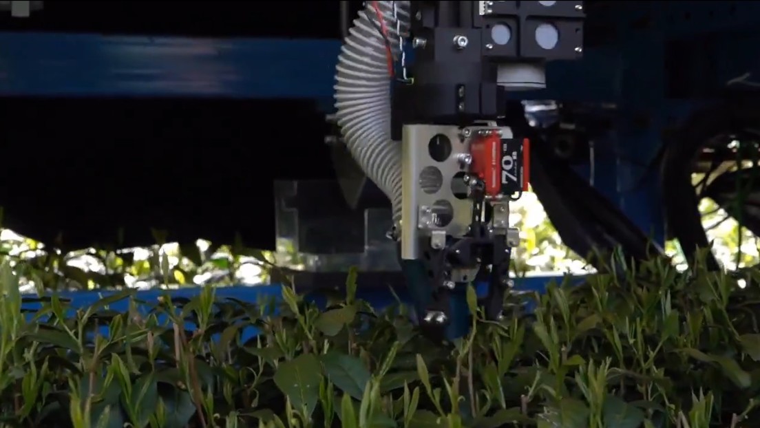 VIDEO: Un robot con inteligencia artificial recoge hojas de té en China