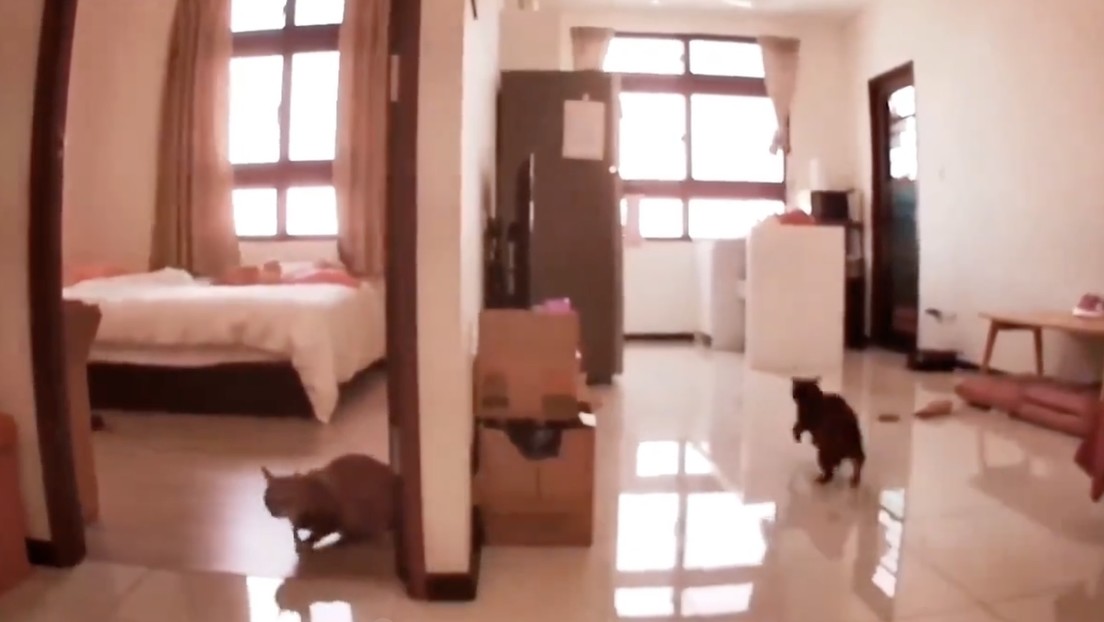 VIDEO: Reacción de gatos al terremoto de Taiwán
