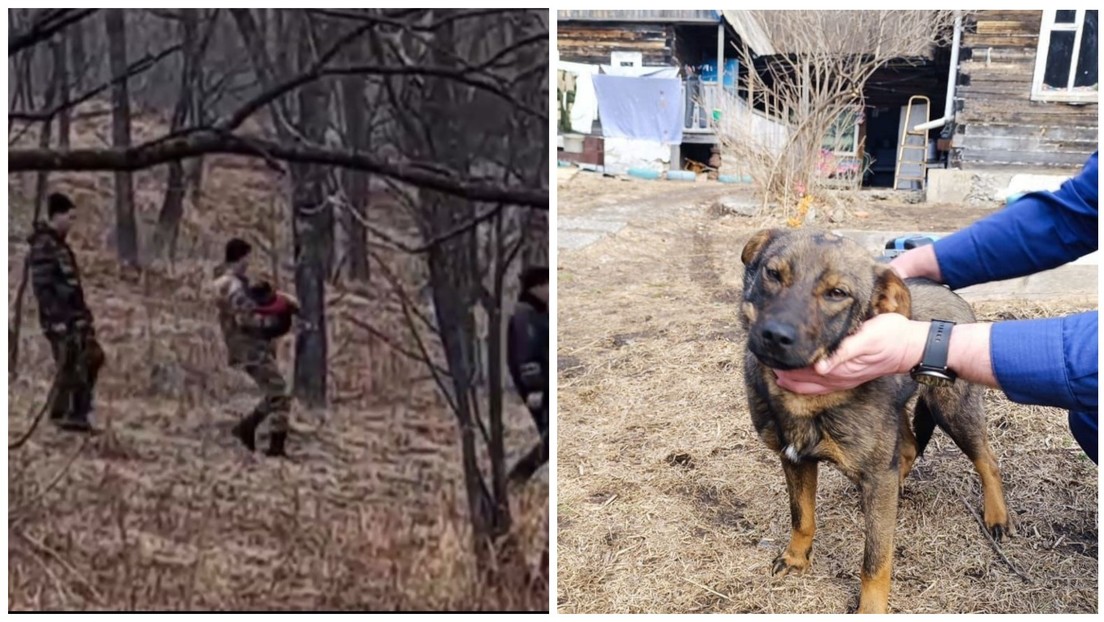 Un cachorro salva la vida de un niño perdido en el bosque