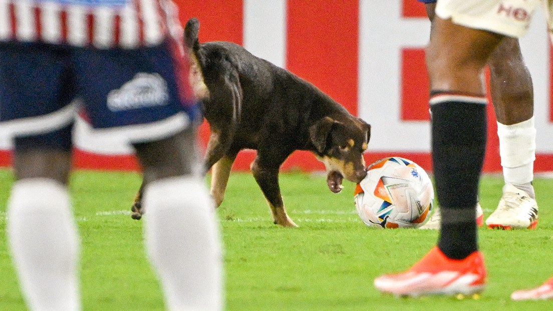 VIDEO: Un perro interrumpe un partido de fútbol en Colombia y se roba el balón