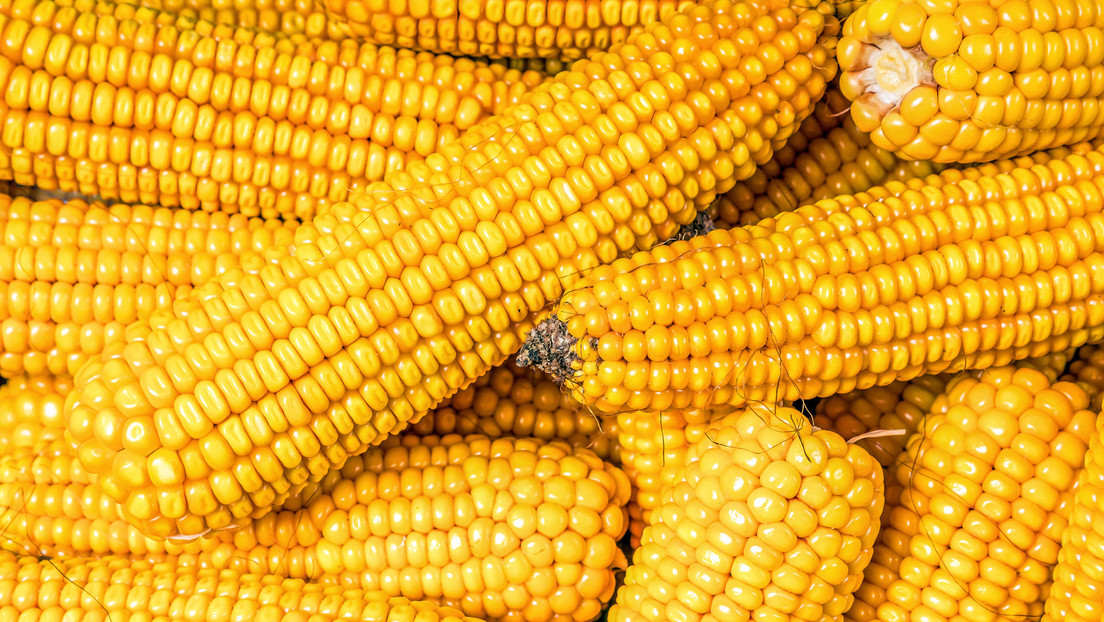 Bloomberg: Importadores chinos cancelan pedidos de maíz ucraniano