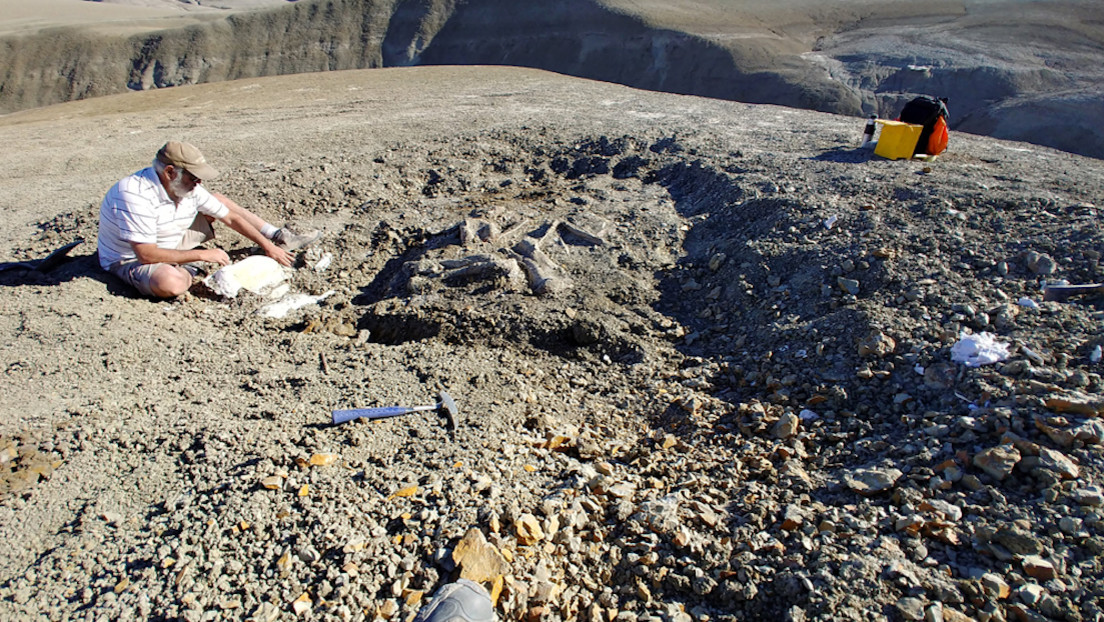 Científicos argentinos descubren un nuevo titanosaurio en la Patagonia