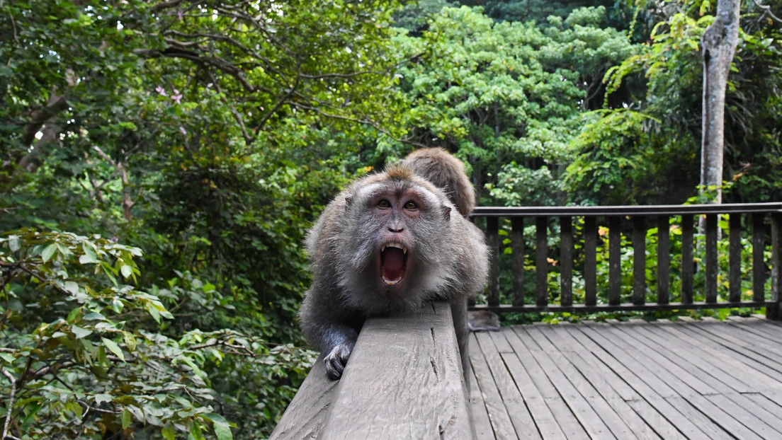 Ingenioso truco con asistente virtual de Amazon salva a unas niñas de un peligroso mono salvaje