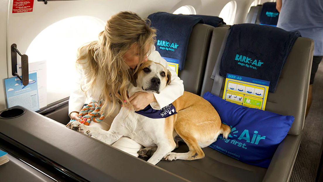 Lanzan una nueva aerolínea de lujo para perros (VIDEO)