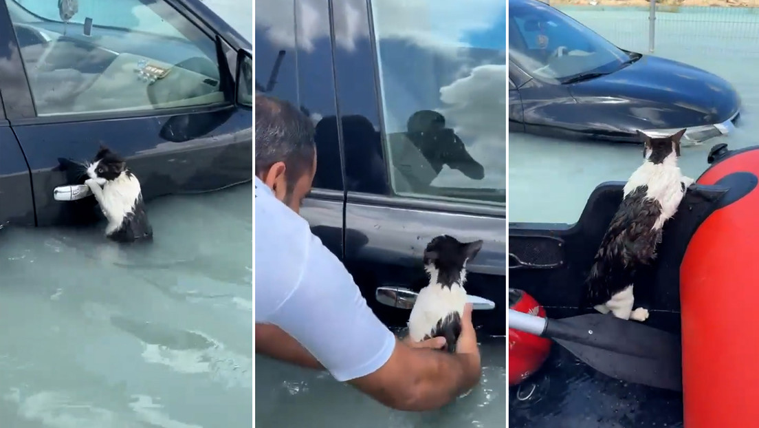 Dramático rescate de un gato de morir ahogado en Dubái (VIDEO)