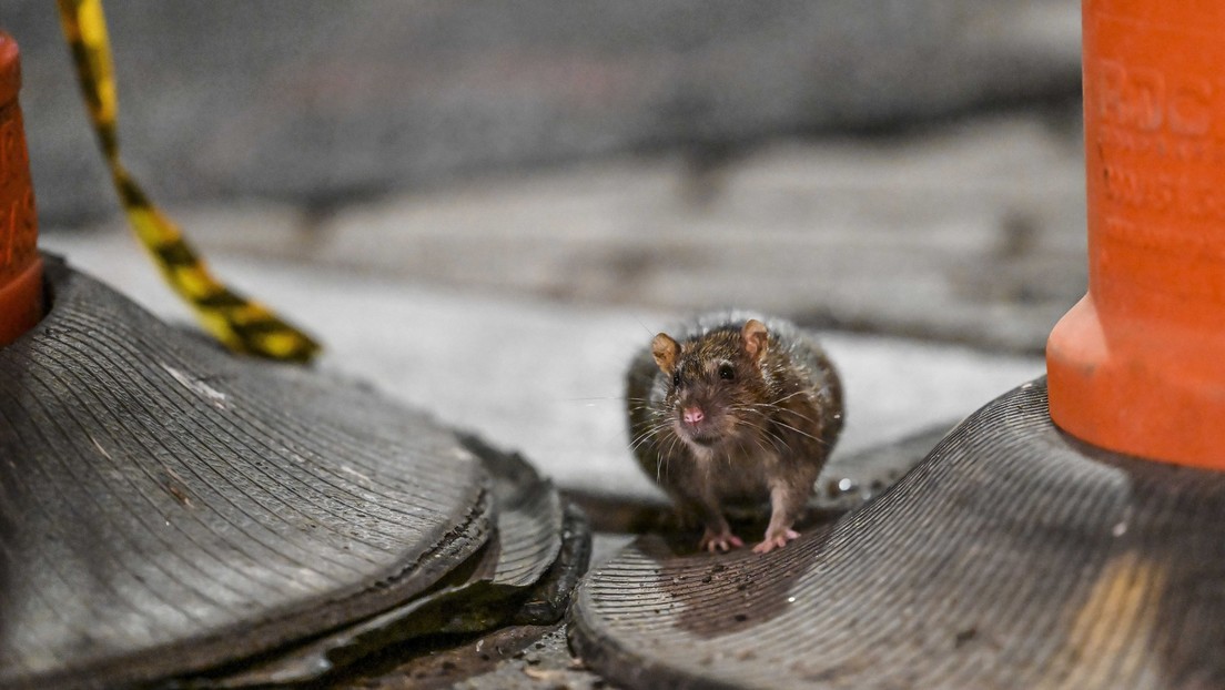 Se dispara una enfermedad “potencialmente mortal” relacionada con ratas en Nueva York