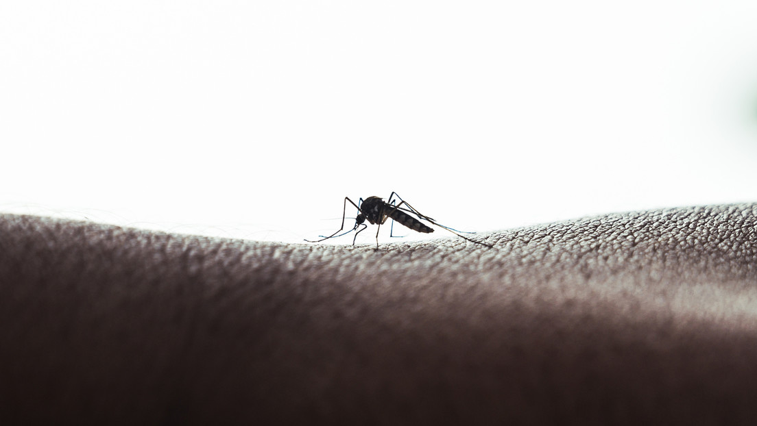 Emergencia en América Latina al aumentar los casos de dengue en casi un 50 % en menos de un mes