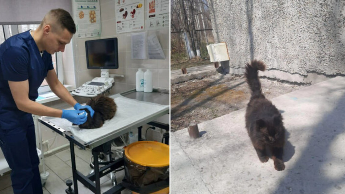 Un gato callejero ruso va cada año por su cuenta a una clínica veterinaria para 'check-up'