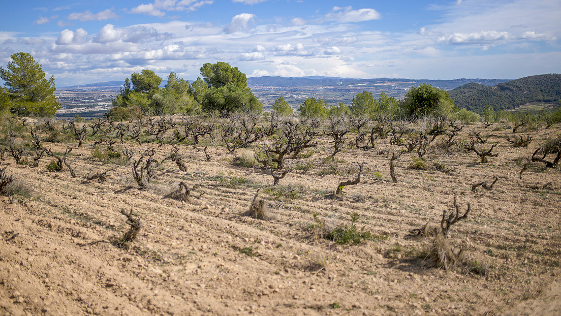 Empresa de cava española, contra las cuerdas por la sequía